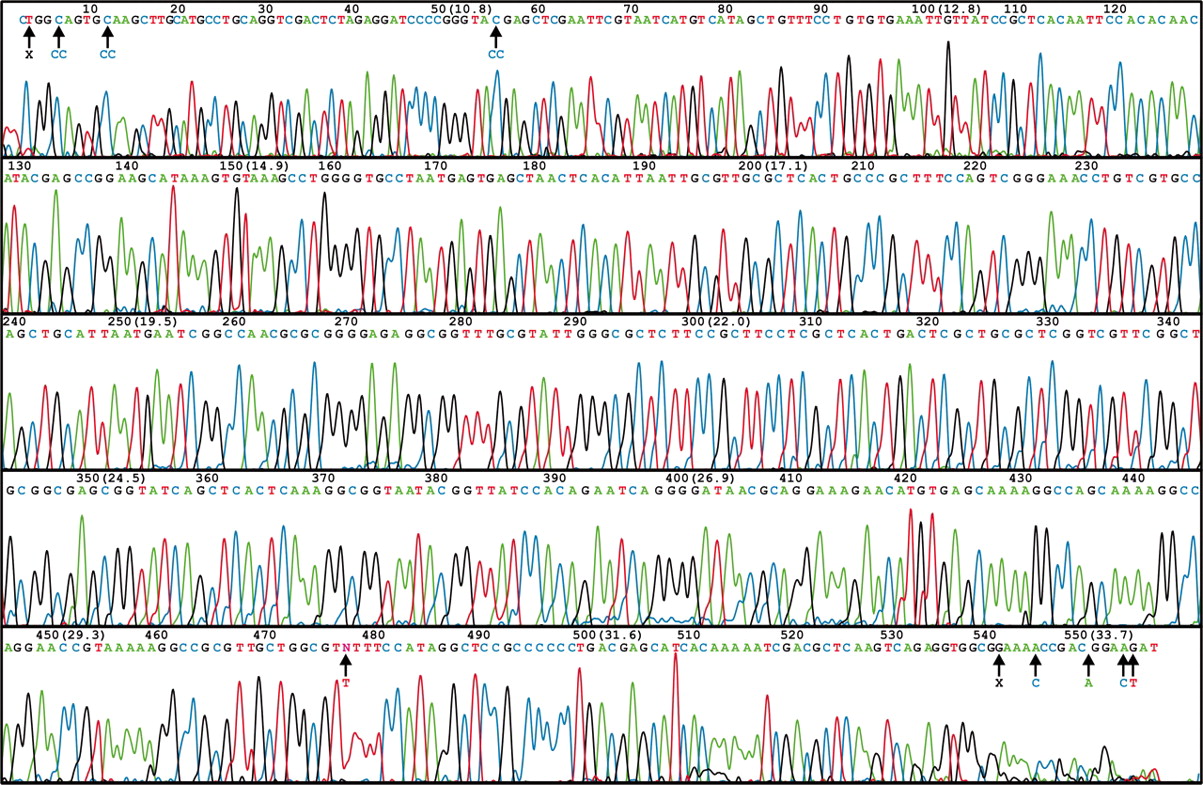 An example of DNA sequencing