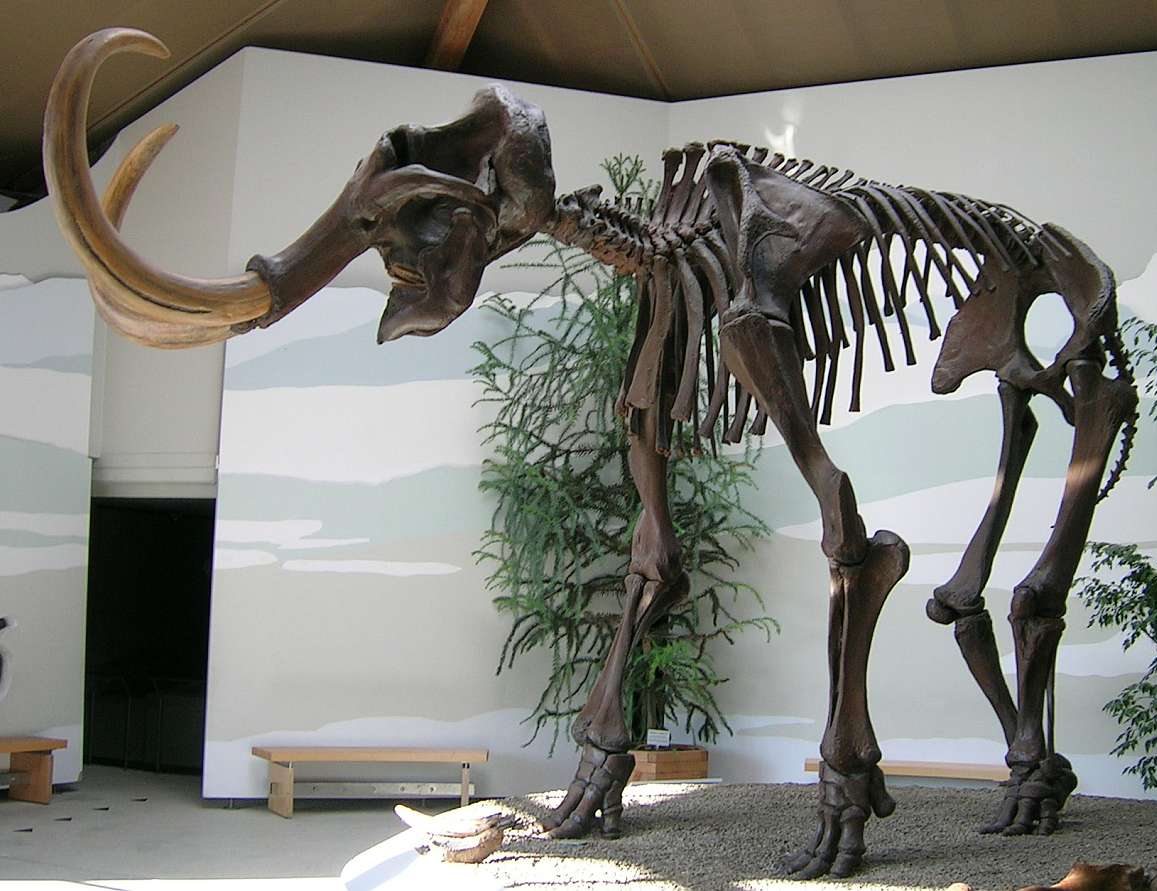 The largest European specimen of a Wooly Mammoth.