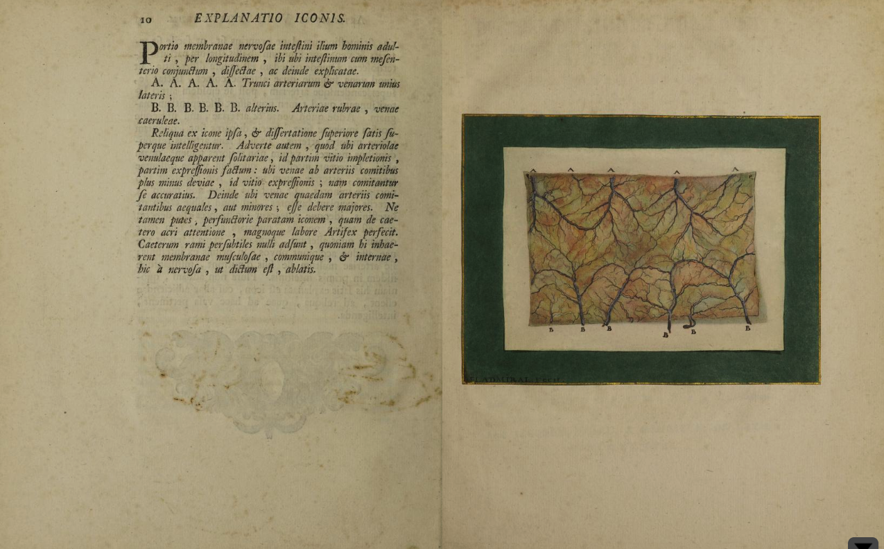 The first three-color process printed illustration in a medical book by Jan Ladmiral in Albinus