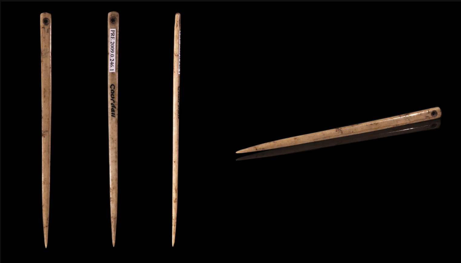 In August 2020 I was unable locate a photograph of the bone point resembling a sewing needle found in Siduku Cave. This photograph shows several views of a single flat bone sewing needle from "Elephant Cave," Gourdan–Polignan, Haute-Garonne, classified by Henri Filhol as Magdalenian Upper Paleolithic (between 17,000 and 10,000 BCE) Size : 59x3x2 mm. Muséum de Toulouse.