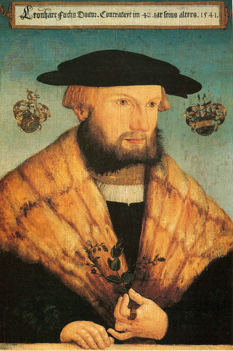 Portrait of Leonhart Fuchs at the age of 42 by Heinrich Füllmaurer. Württembergisches Landesmuseum, Stuttgart.