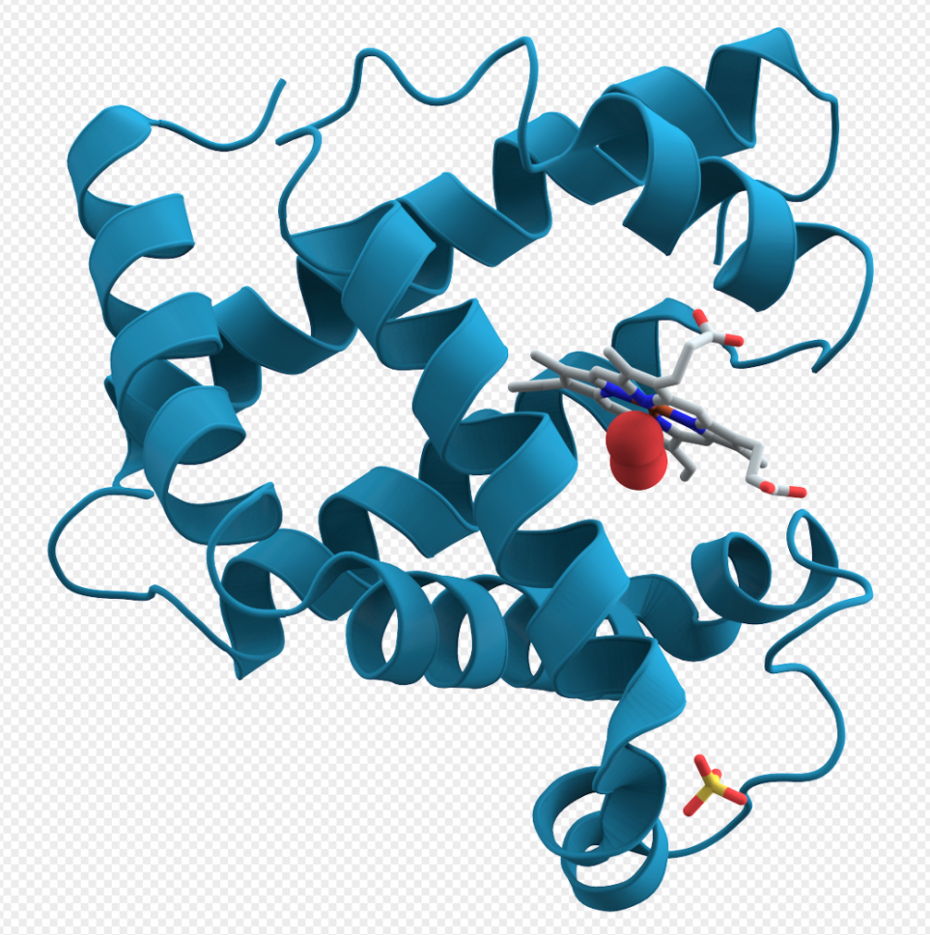 Computer graphic of the 3D structure of Myoglobin 