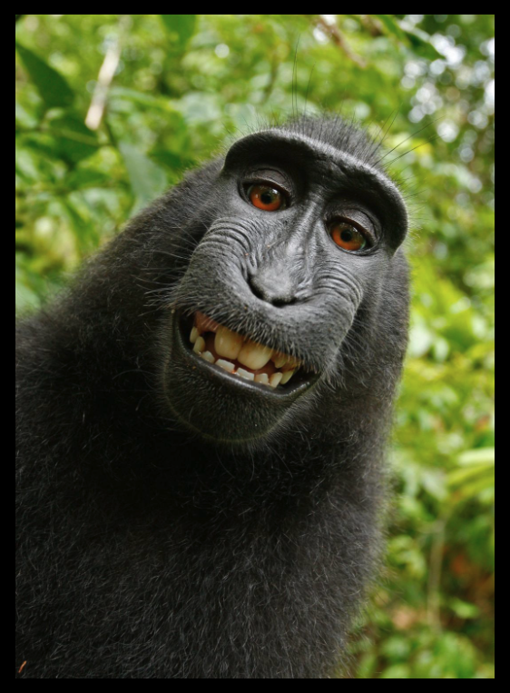"Monkey selfie" of a macaque who had picked up a camera