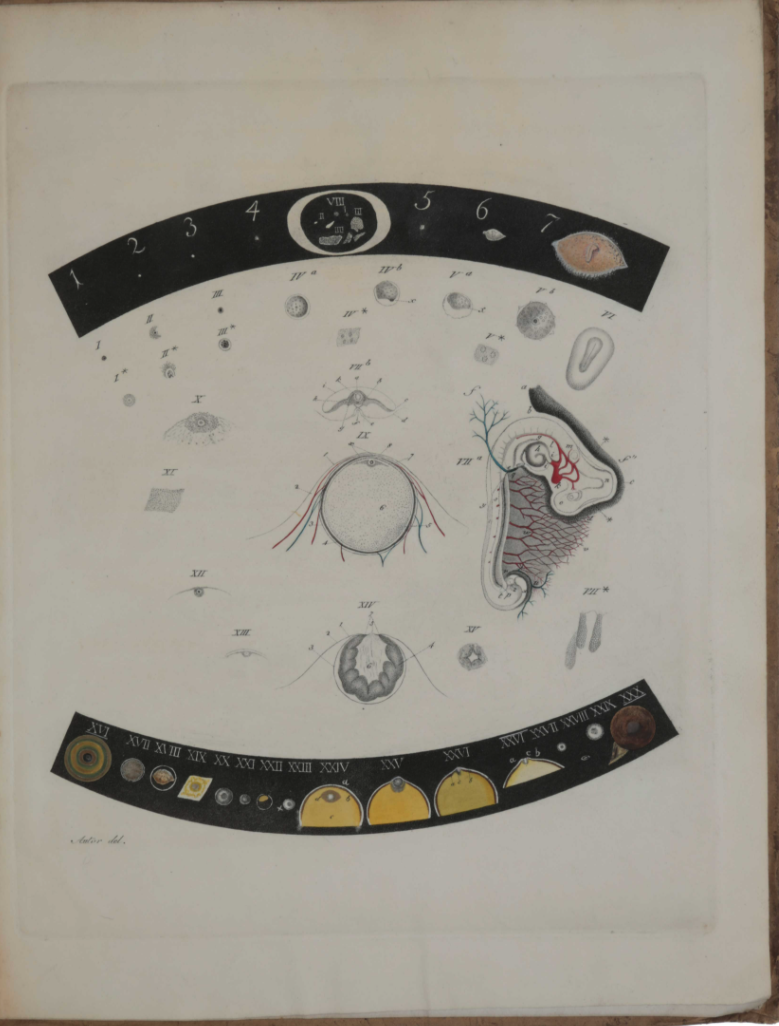 Plate from von Baer's book on the human ovum