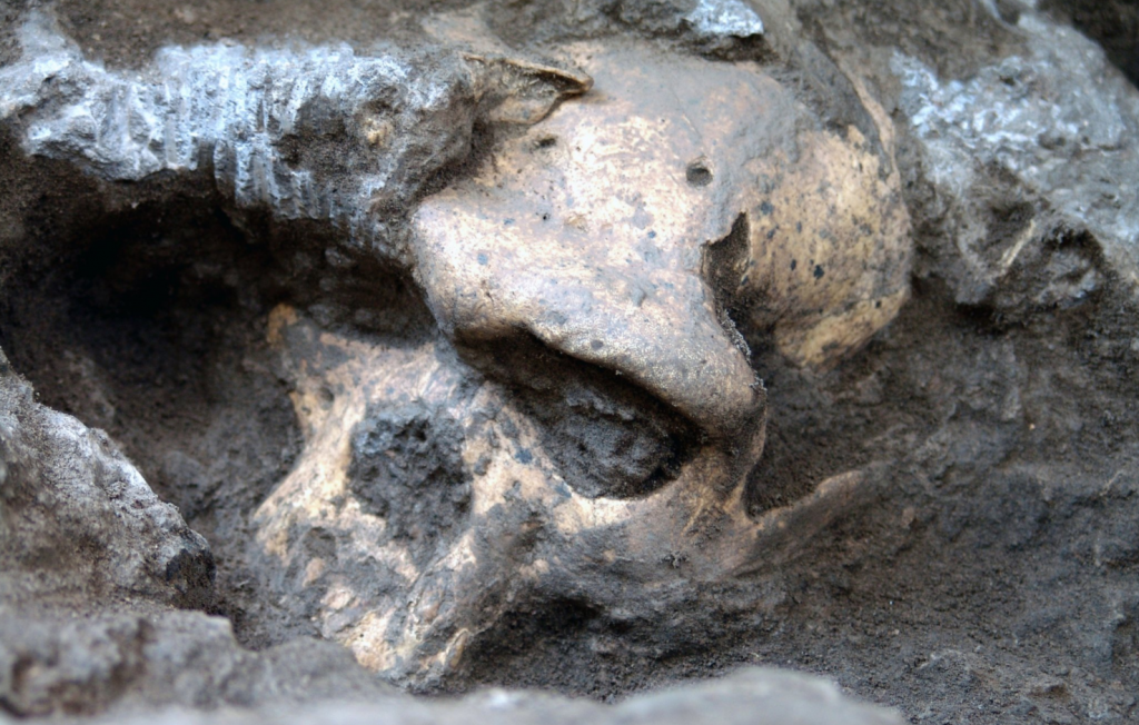 The 1.8-million-year-old skull found during a dig in the Republic of Georgia.