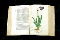  Leonhard Fuch's 'herbal,' the second produced, described over 500 plants, including over 100 foreign ones, but was also unique for its inclusion of self-portraits of the three artists responsible for the woodcut illustrations. (View Larger)
