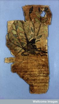 The Johnson Papyrus, a fragment of an early fifth century herbal. (View Larger)