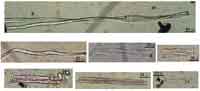Wild flax fibers discovered in Dzudzuana Cave. (View Larger)
