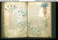 Folios 33v-34r from MS. Ashmole 1431, an eleventh century copy of the Herbal of Pseudo-Apuleius. (View Larger)