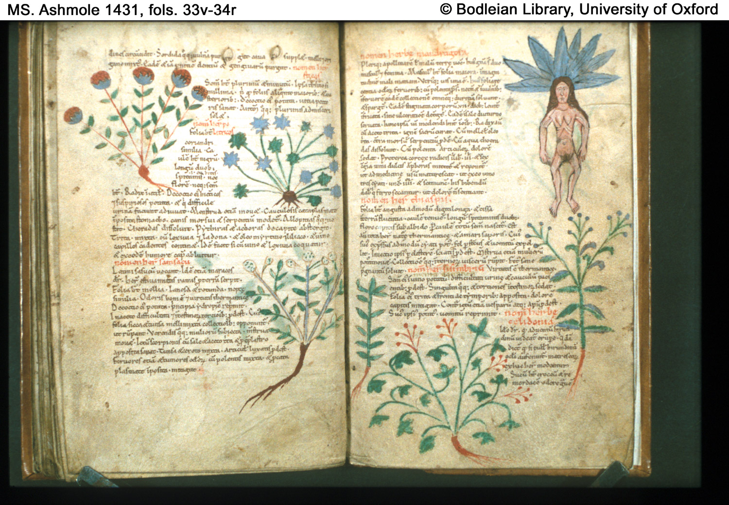 400 CE. The Anonymous Herbal Written by a Roman African and Copied by
