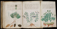 Several pages from the indecipherable Voynich Manuscript. (View Larger)