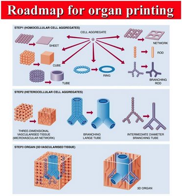 A diagram of organ printing