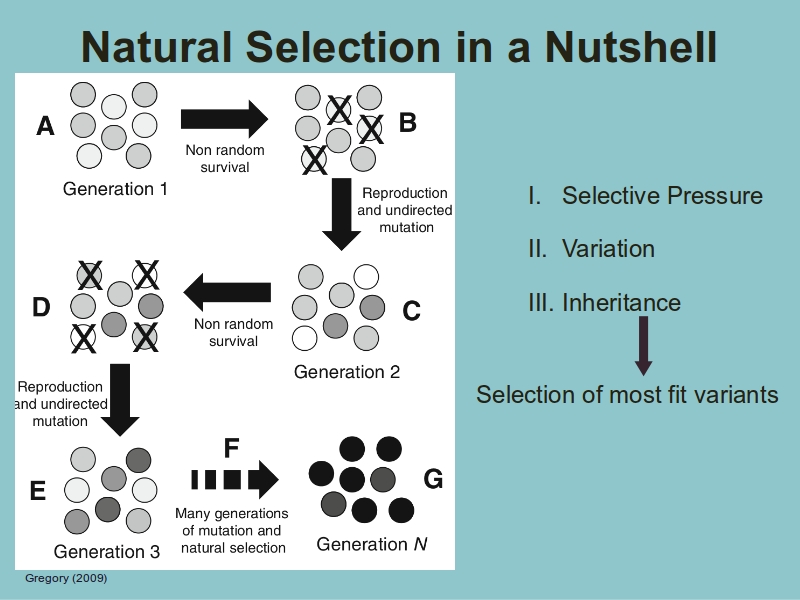 A diagram of natural selection