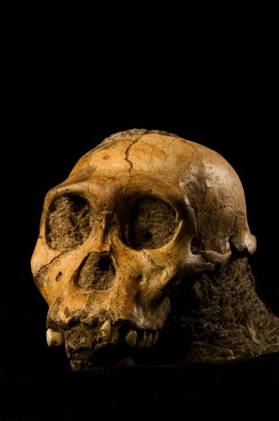 Skull of Malapa Hominin 1. MH1 also known as australopethicus sediba. (Click on image to view larger.)