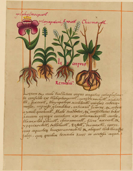 A page of the Libellus de Medicinalibus Indorum Herbis, an Aztec herbal composed in 1552 by Martin de la Cruz and translated into Latin by Juan Badianus, illustrating the tlahcolteocacatl, tlayapaloni, axocotl, and chicomacatl plants, which were used to make a "remedy for a wounded body" and Aztec herbalism.