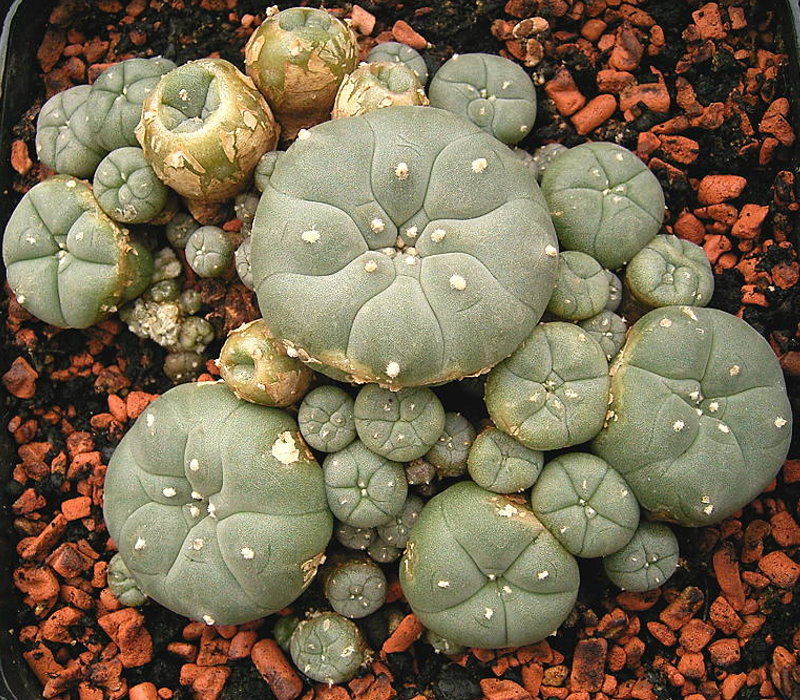 A modern photograph of Lophophora williamsii, a plant in a group of peyotes used as entheogens.