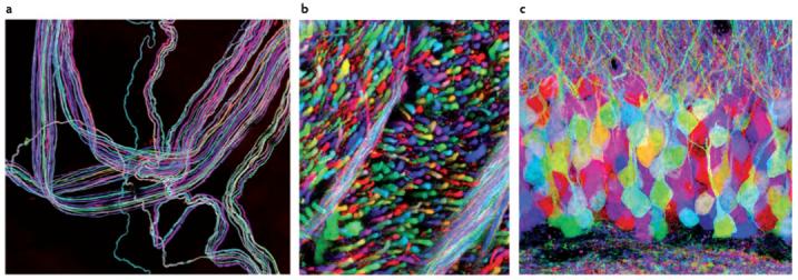 Three brainbows of mouse neurons from Lichtman and Sanes, 2008.
A. A motor nerve innervating ear muscle
B. An axon tract in the brain stem
C. The hippocampul dentate gyrus