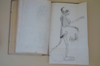 Coiter monkey skeleton