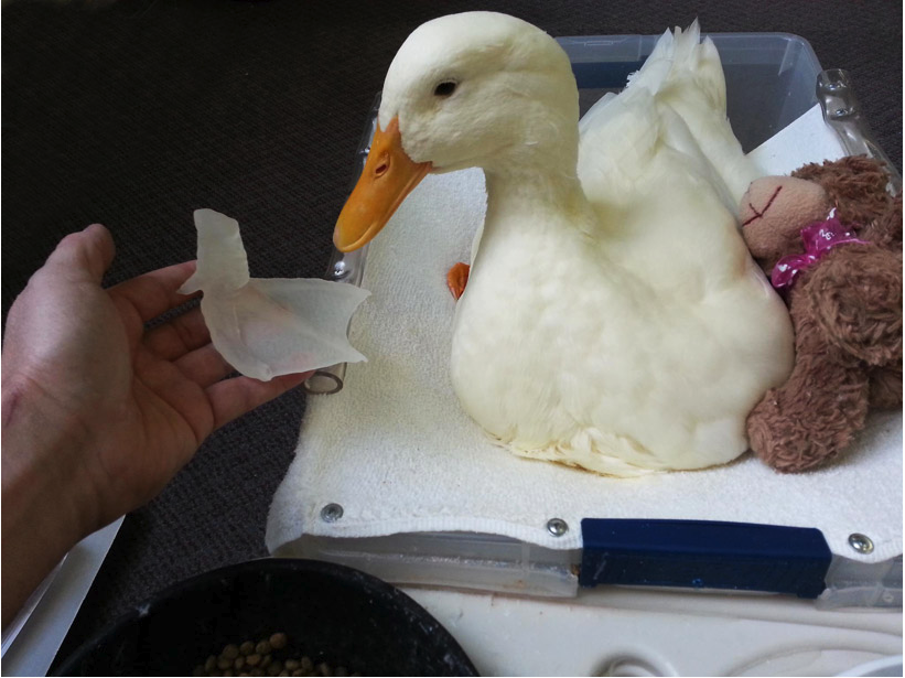 


"In november 2012, buttercup, a baby duckling hatched in a high school biology lab with a backward left foot. at the time, he probably wouldn’t have survived if mike garey, of feathered angels waterfowl sanctuary, didn’t reccomend a proper amputation. months after the healing process, engineers at novacopy inc produced a 3D printed prototype for a mold that would be then used to create a prosthetic foot for buttercup."





 



 






 




     
