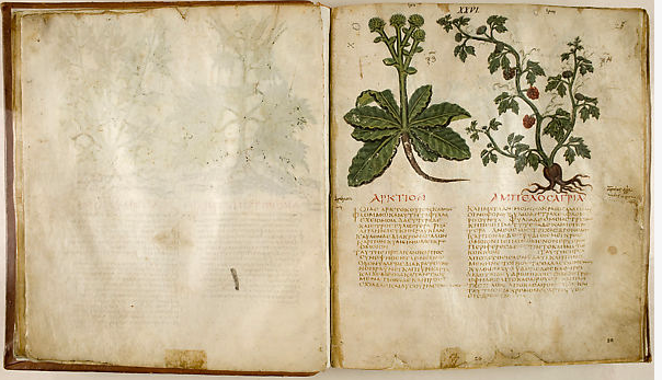 Page opening of the Naples Dioscorides illustrating Lesser Burdock and Wild Vine or Wild Grape.
