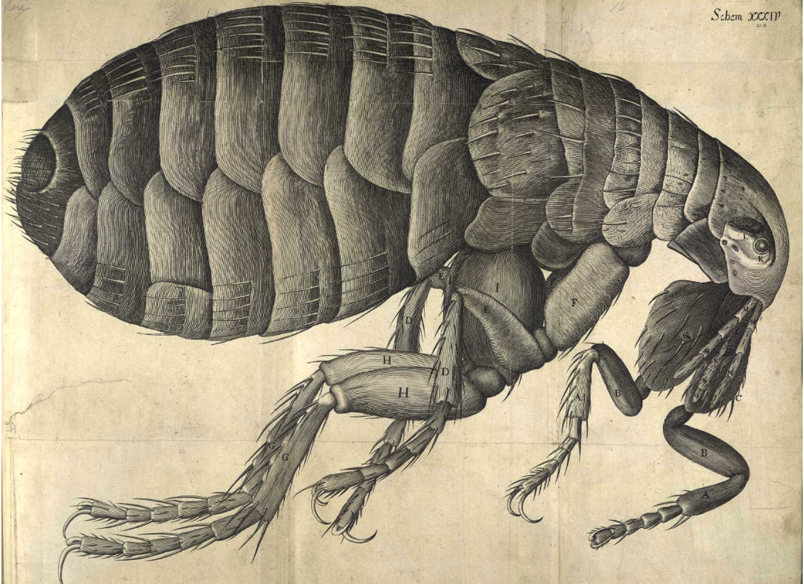 Hooke, Micrographia, plate 34.