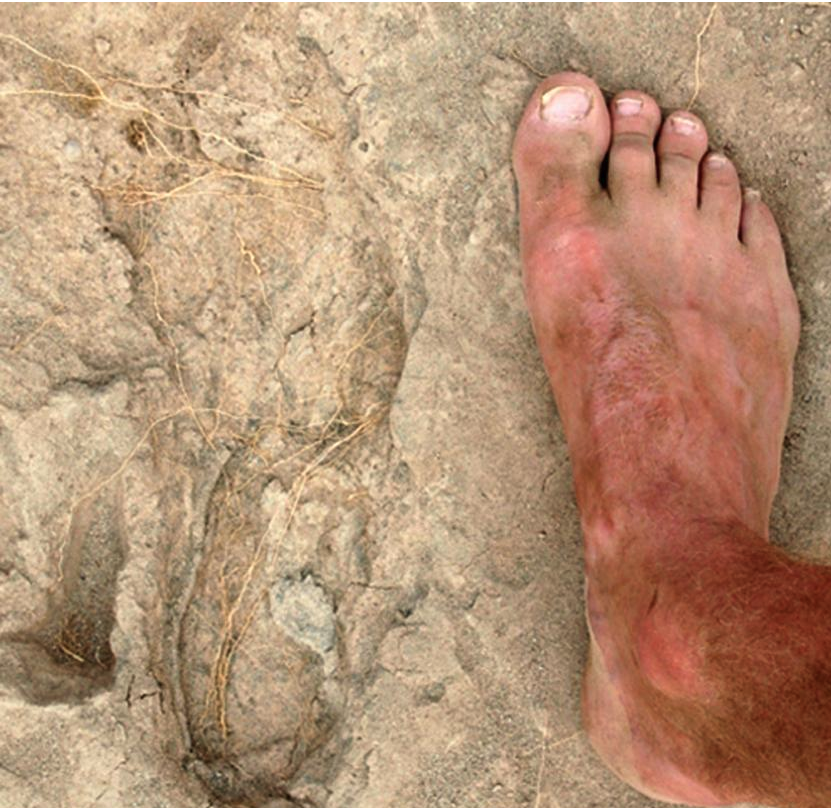 Footprint of Koobi Fora hominin. Photo by Brian Richmond.