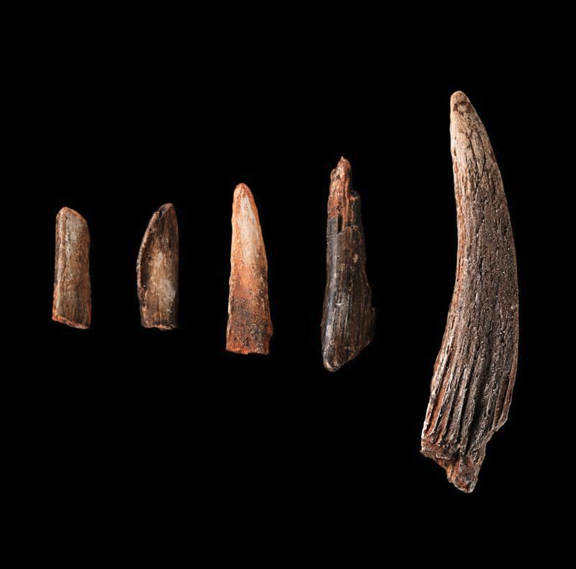 Bone tools. Photo by  Jim Di Loreto and Don Hurlbert, Smithsonian Institution/