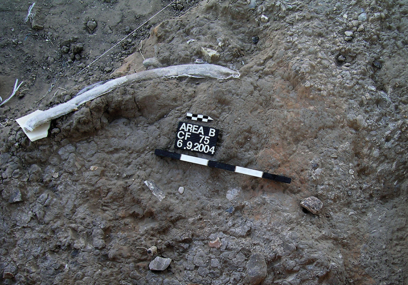 Elephant rib with cut marks in association with flint items (including handaxe) excavated in Revadim, Israel.
 