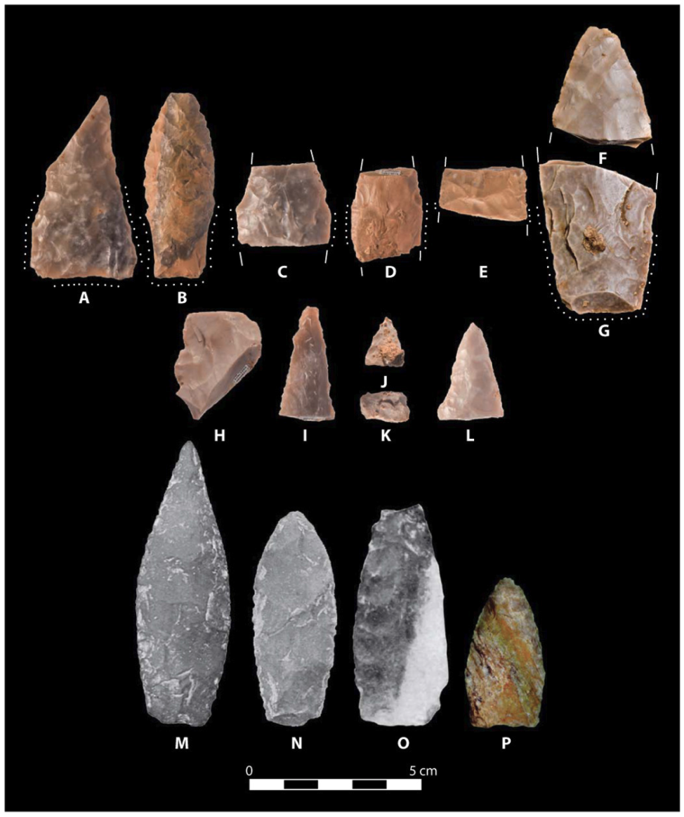 Fig. 5 Pre-Clovis projectile points from the Debra L. Friedkin site and other sites in North America.
(A) Triangular lanceolate point (AM9811-1), (B) lanceolate stemmed point (AM9875-2), (C) lanceolate stemmed point midsection with base and blade sections (AM12017-1), (D) lanceolate stemmed point midsection with base and blade sections (AM6233-1), (E) lanceolate stemmed point midsection with base and blade sections (AM12271-1), (F) point tip (AM4668-6), (G) lanceolate stemmed point base (AM8286-16), (H) point midsection (AM4819-7), (I) beveled point tip (AM12170-1), (J) beveled point tip (AM8380-3), (K) beveled point tip midsection (AM12029-2), and (L) point tip (AM12274-13). (M) Point from Iztapan Mammoth II, Mexico [from (29)], (N) point from Iztapan Mammoth II, Mexico [from (29)], (O) point from Iztapan Mammoth I, Mexico [from (29)], and (P) Miller point from Meadowcroft Rockshelter, Pennsylvania. (https://advances.sciencemag.org/content/4/10/eaat4505)