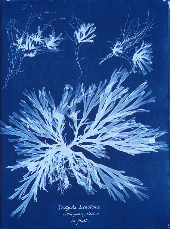Cyanotype of algae by 19th century botanist Anna Atkins.