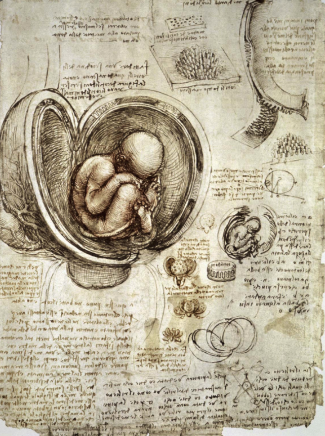 Leonardo da Vinci's anatomical sketches. | Da vinci painting, Anatomy art, Da  vinci sketches