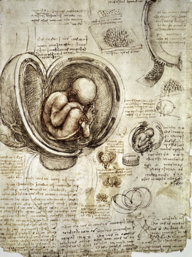 Leonardo's Anatomical Drawings : History of Information