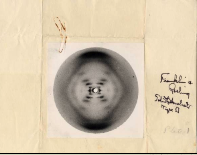 Crystallographic photo of Sodium Thymonucleate, Type B. "Photo 51." May 1952. Original held in the Ava Helen and Linus Pauling Papers. Creator: Rosalind Franklin, Raymond G. Gosling