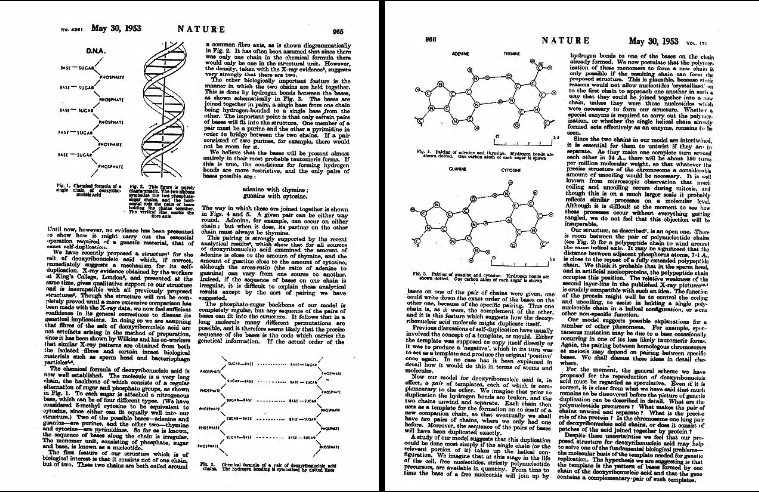 Watson And Crick Propose Of A Method Of The Replication Of Dna History