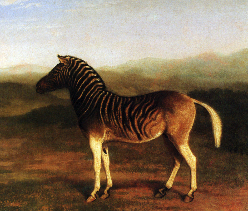 Live stallion of the now-extinct Quagga species of horse at the Royal College of Surgeons, painted by Jacques-Laurent Agasse in the early 1800s
