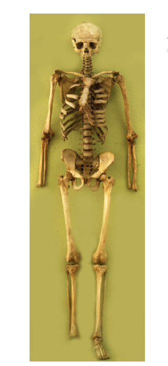 The oldest surviving articulated skeleton