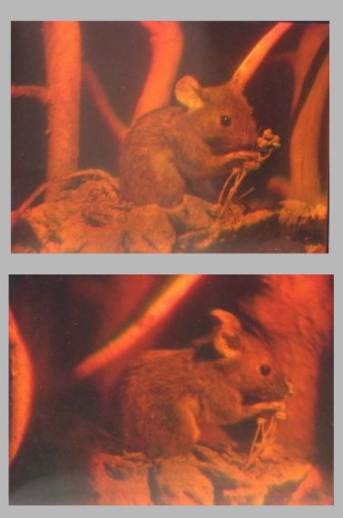 Two photographs of a single hologram taken from different viewpoints