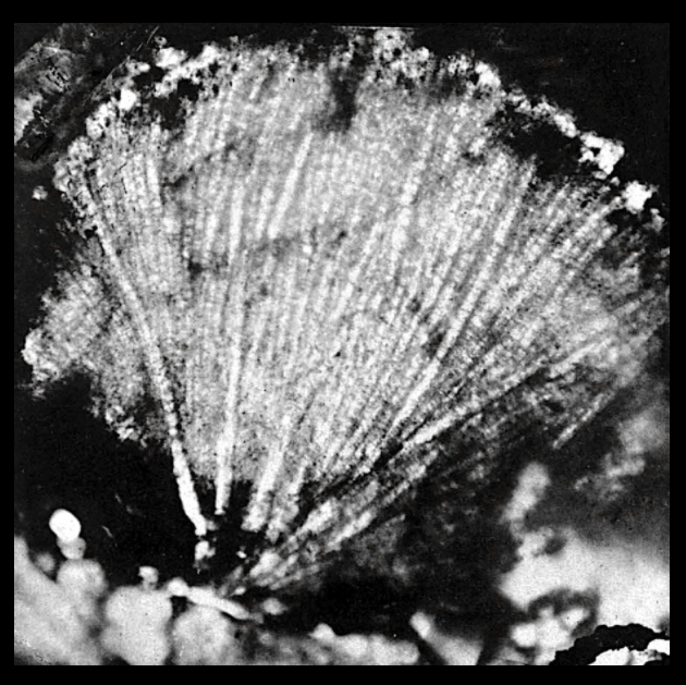From Hahn's Die Meteorite (Chondrite) und ihre Organismen, Plate 22, Figure 3.