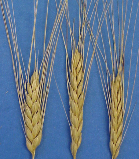 Spikes (ears) of cultivated emmer wheat