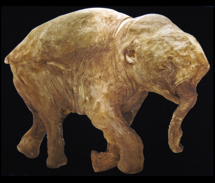 Lyuba fossil mammoth pup