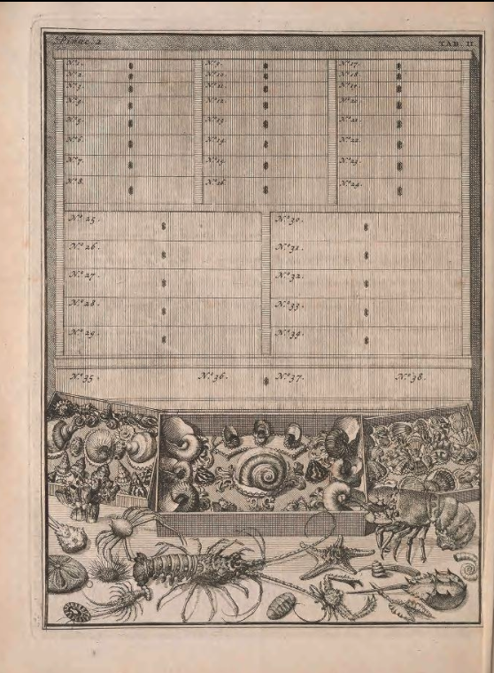 Cabinet 2: Organization of shells and crustaceans.