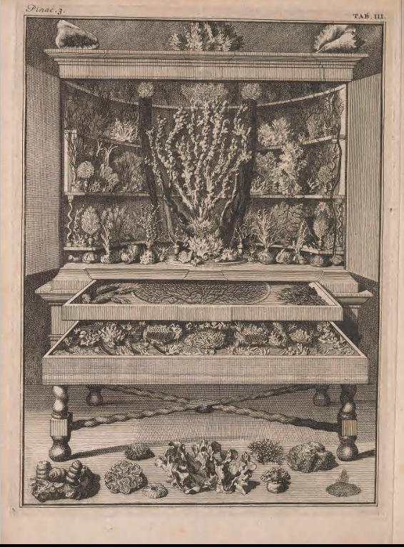 Cabinet 3: Display and storage of corals.