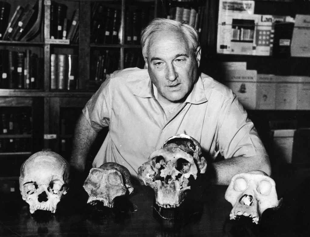 Louis Leakey poses with hominid skulls.
