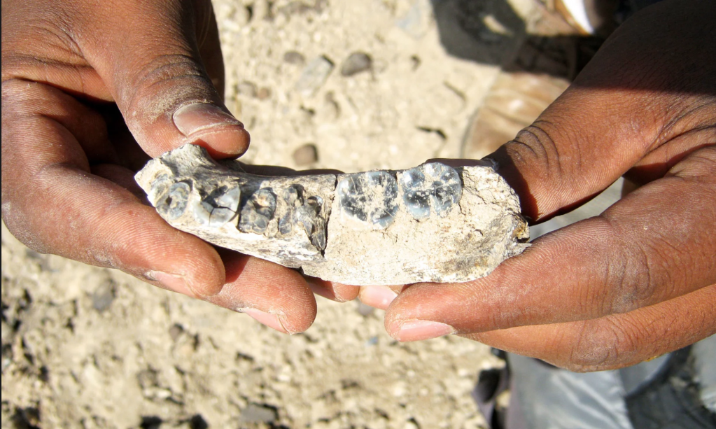 2.8m-year-old human lineage jaw bone fossil found in the Afar region of Africa. 